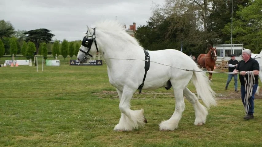 10 Most Expensive Horse Breeds in the World