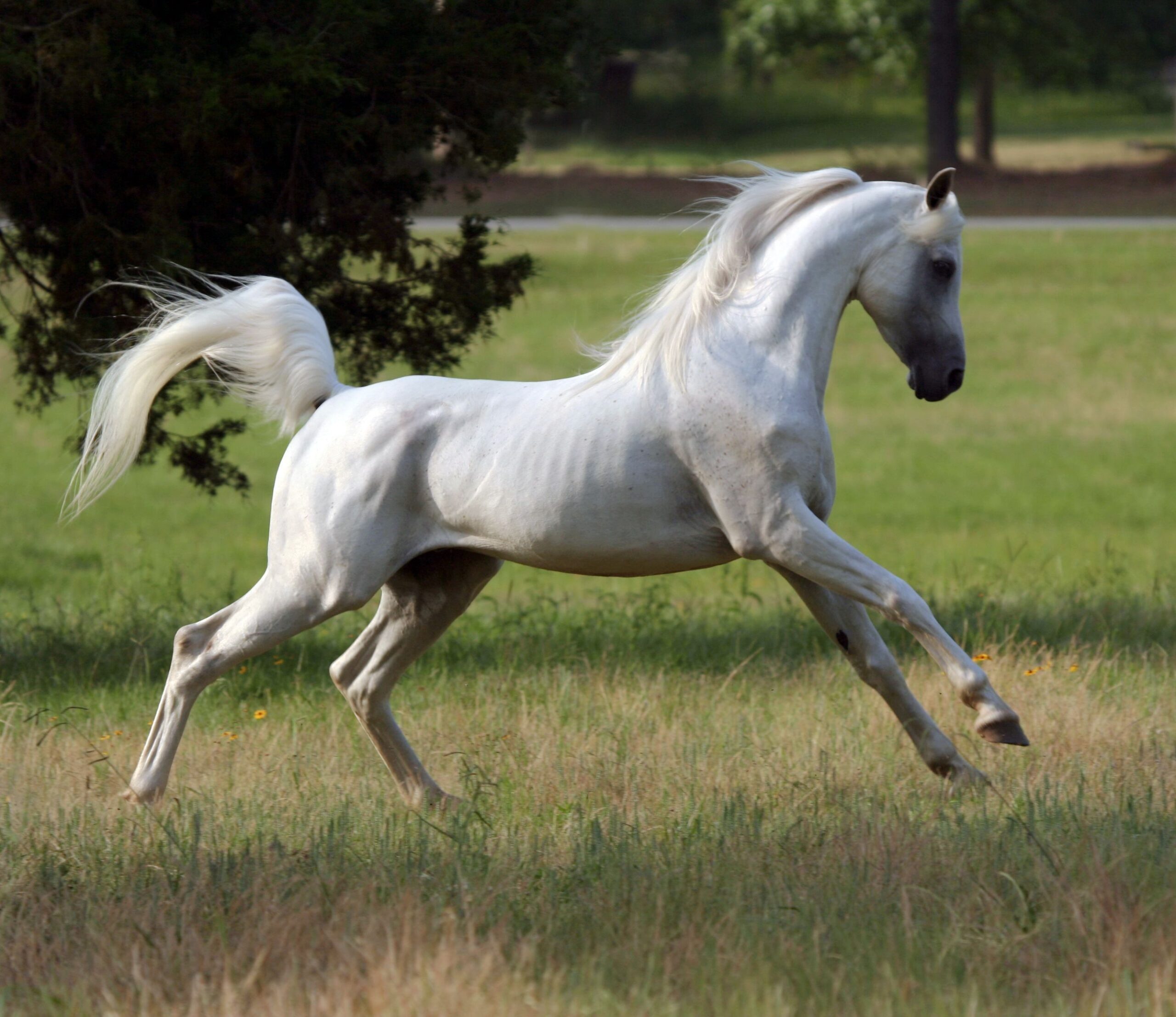 10 Most Expensive Horse Breeds in the World