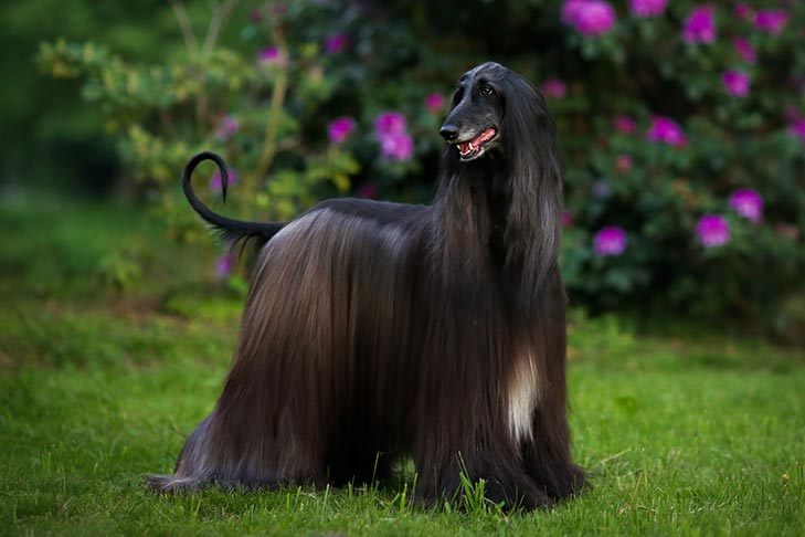 10 Most Expensive Dog Breeds in the World
