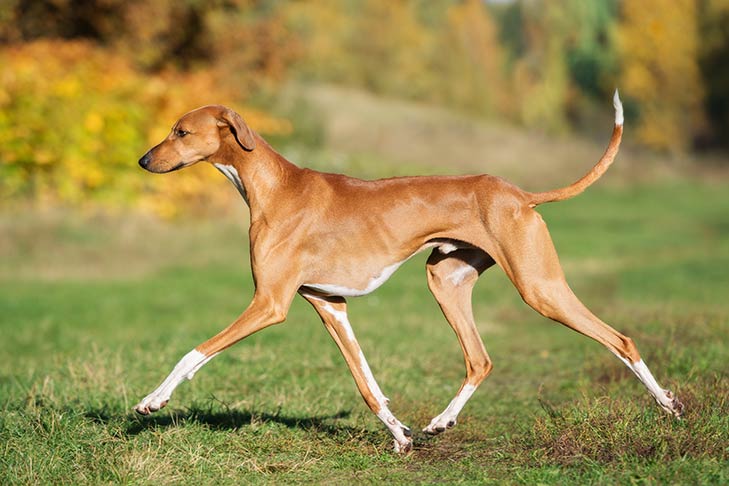 10 Most Expensive Dog Breeds in the World