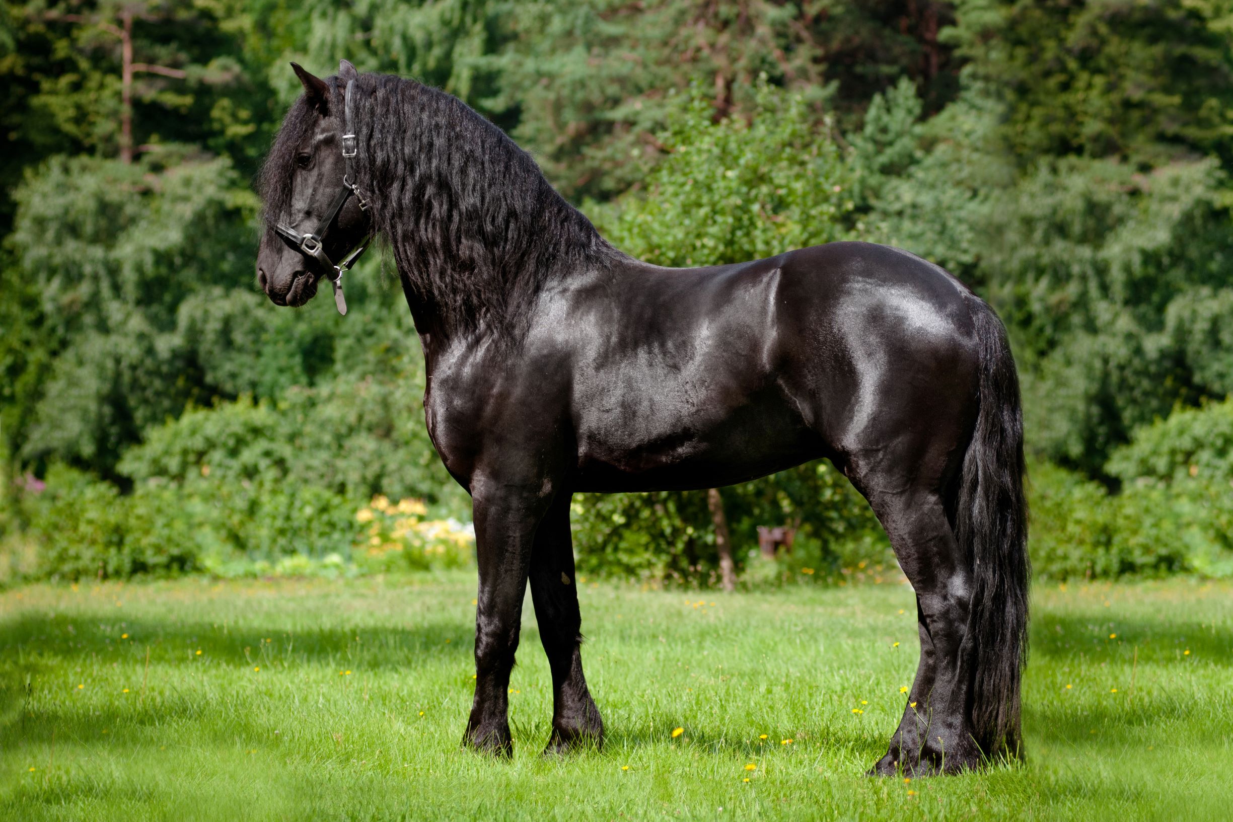 10 Most Expensive Horse Breeds in the World