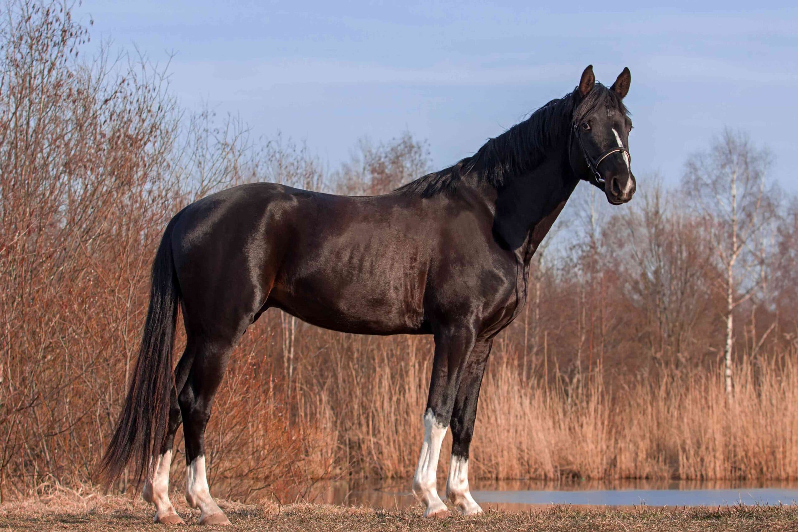 10 Most Expensive Horse Breeds in the World