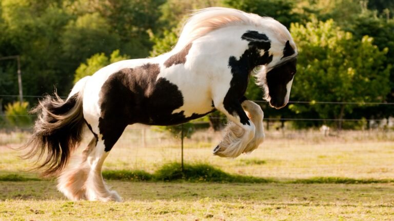 10 Most Expensive Horse Breeds in the World (2026 Prices)