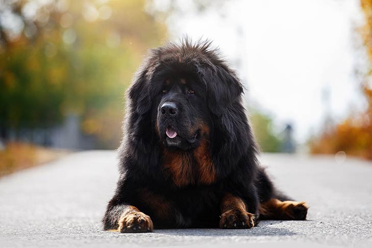 10 Most Expensive Dog Breeds in the World