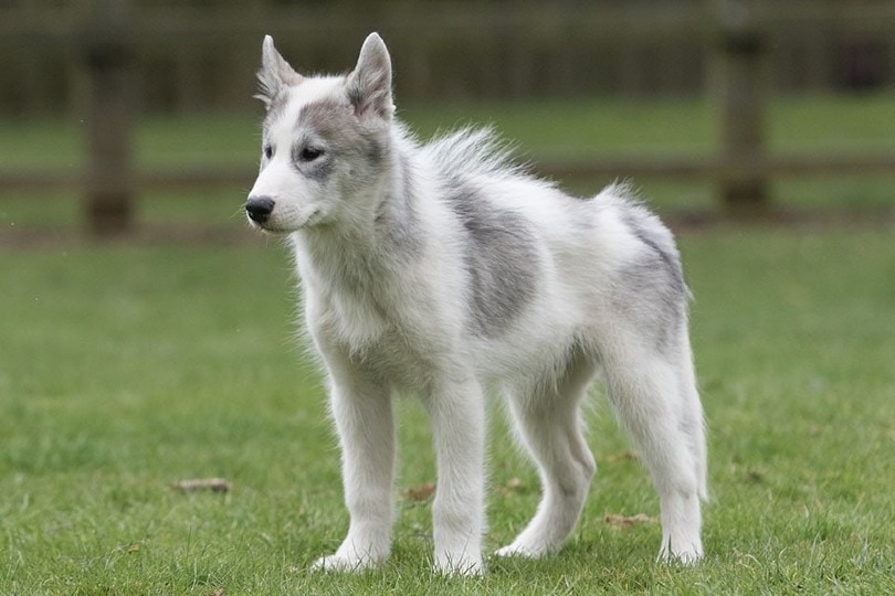 10 Most Expensive Dog Breeds in the World