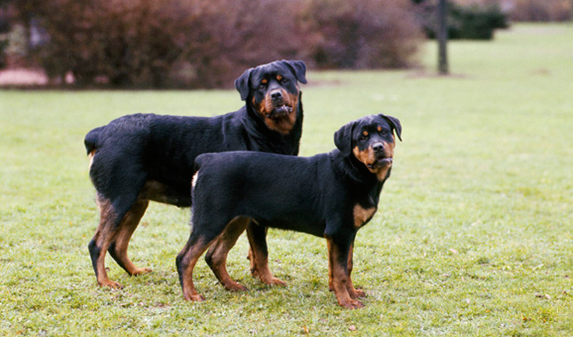 10 Most Expensive Dog Breeds in the World