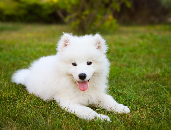 10 Most Expensive Dog Breeds in the World