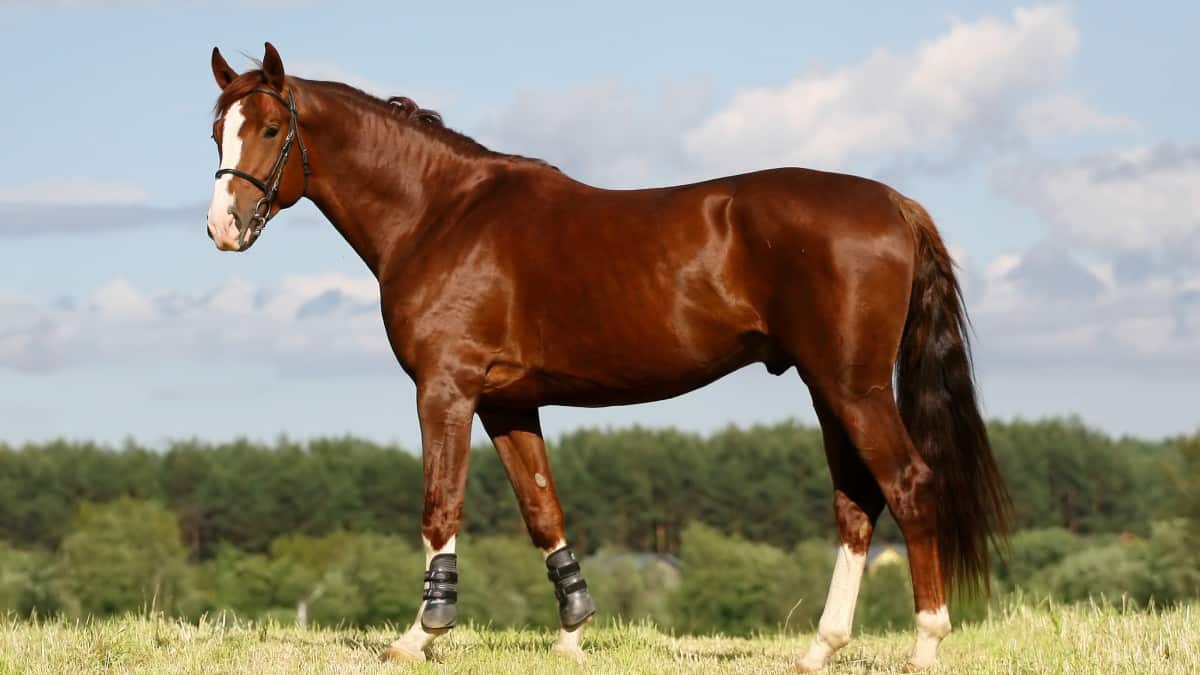 10 Most Expensive Horse Breeds in the World