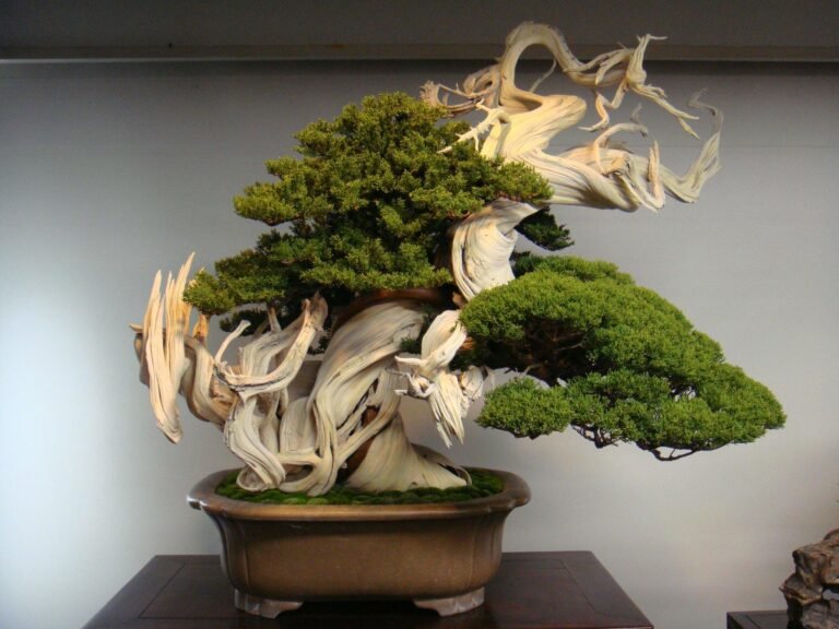 10 Most Expensive House Plants to Decorate Your Lifestyle