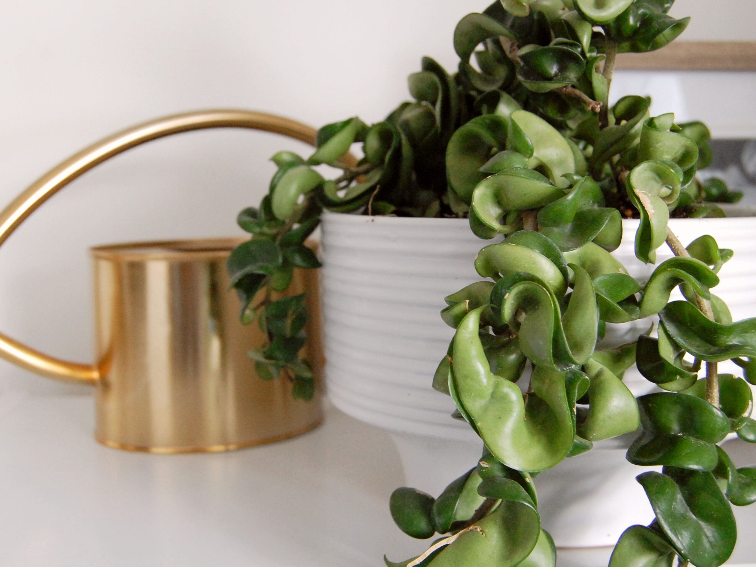 10 Most Expensive House Plants to Decorate Your Lifestyle