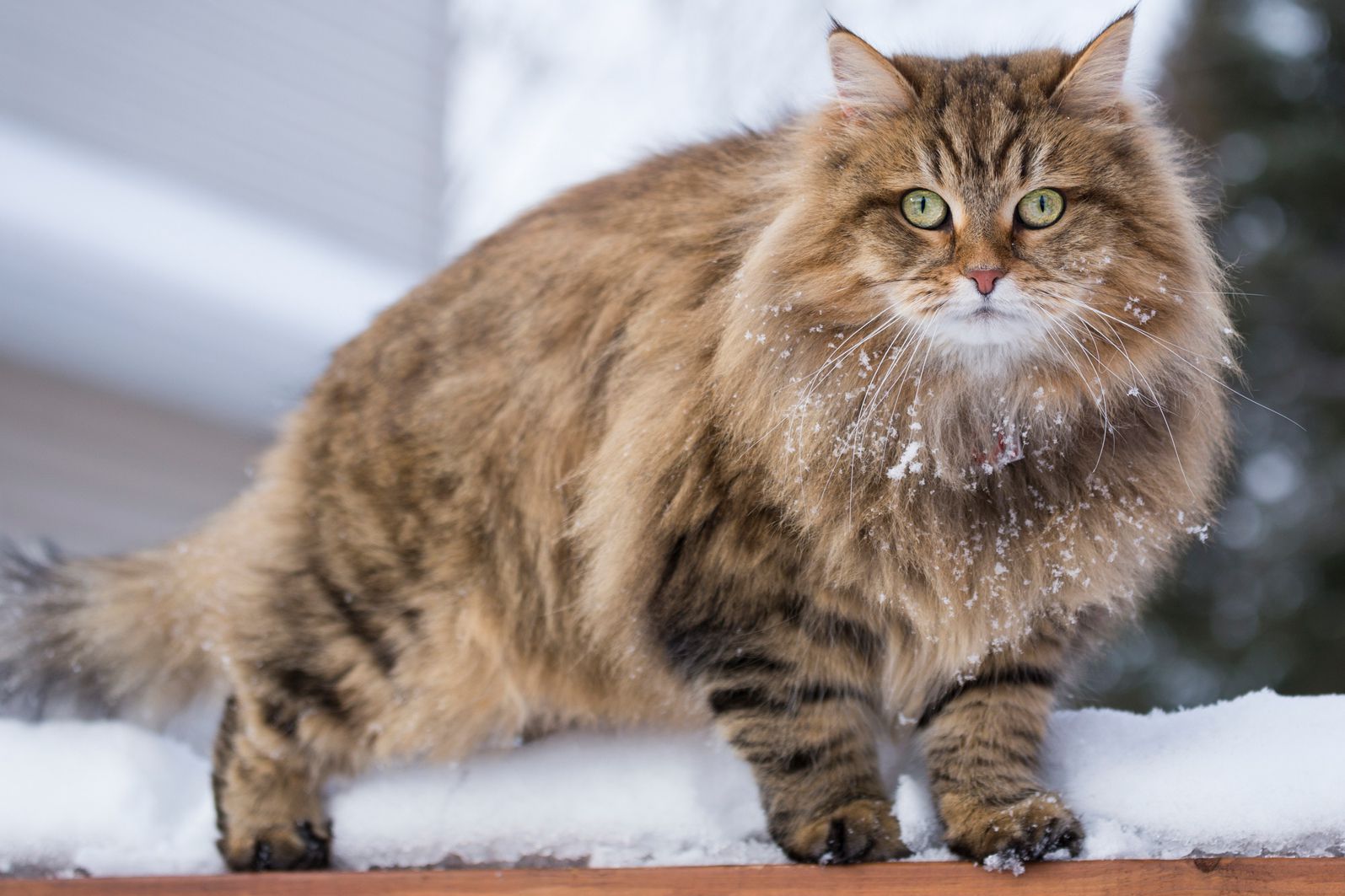 Top 10 Most Expensive Cat Breeds in the World