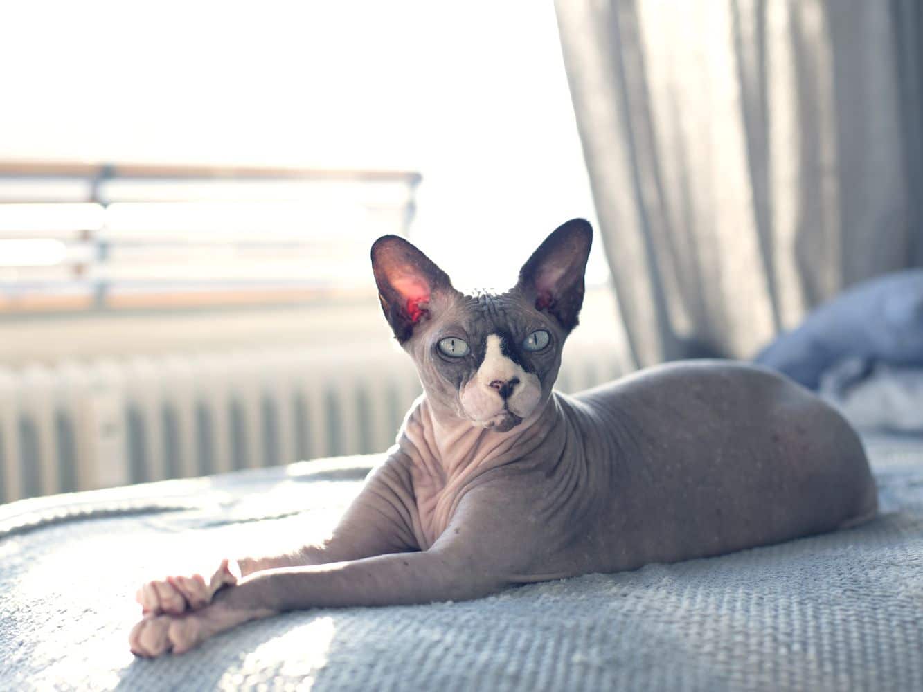Top 10 Most Expensive Cat Breeds in the World