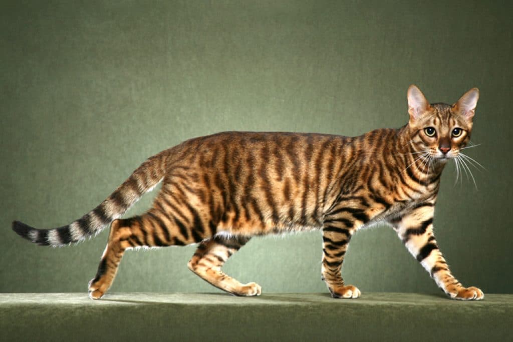 Top 10 Most Expensive Cat Breeds in the World