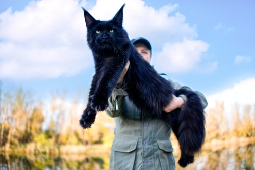 Top 10 Most Expensive Cat Breeds in the World