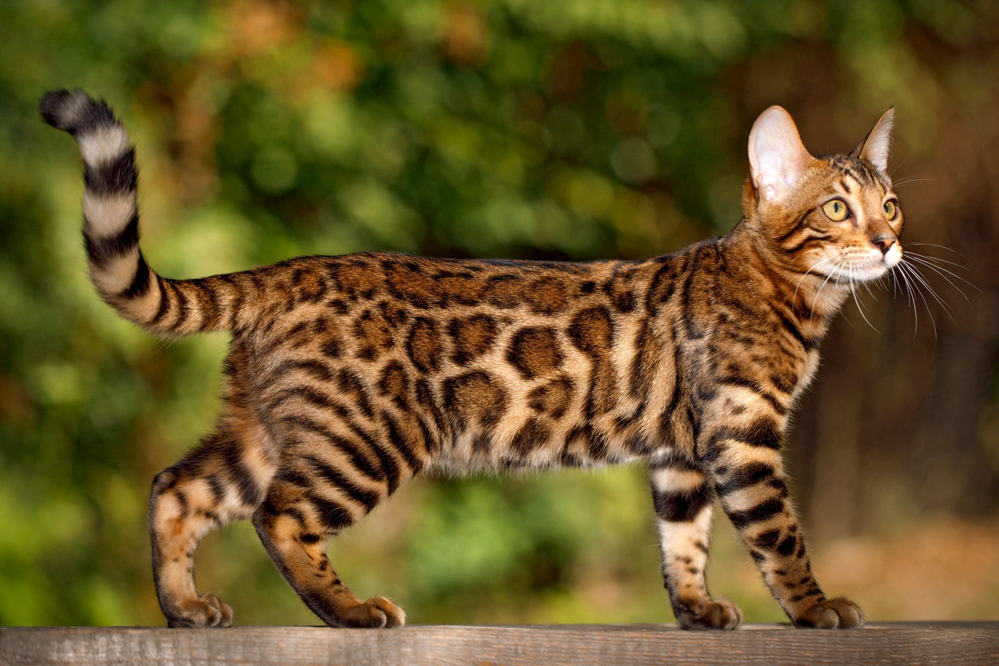 Top 10 Most Expensive Cat Breeds in the World