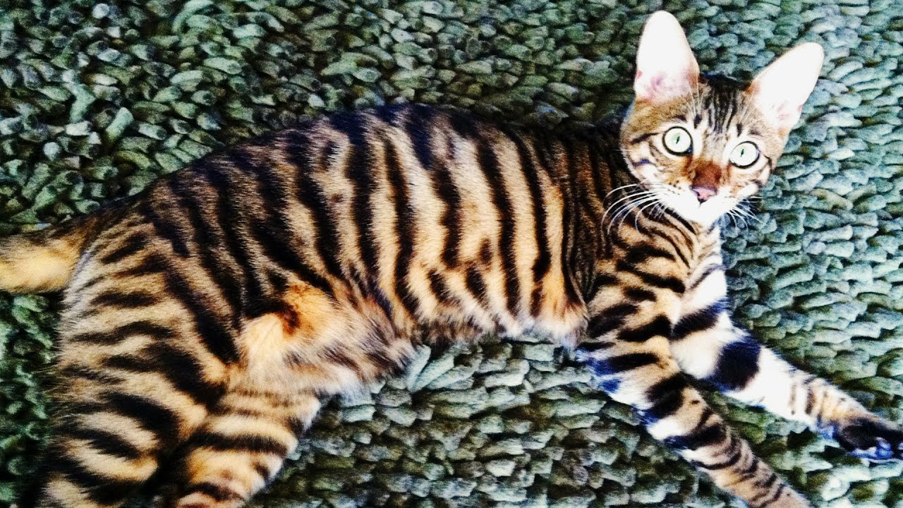 Top 10 Most Expensive Cat Breeds in the World