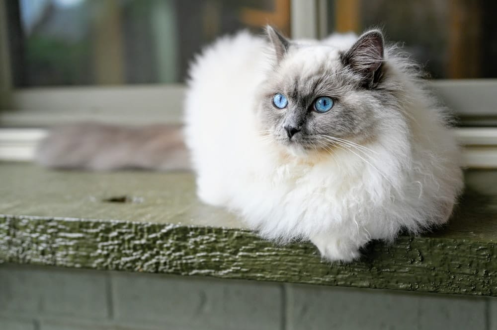 Top 10 Most Expensive Cat Breeds in the World