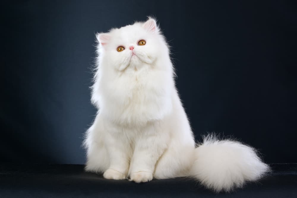 Top 10 Most Expensive Cat Breeds in the World