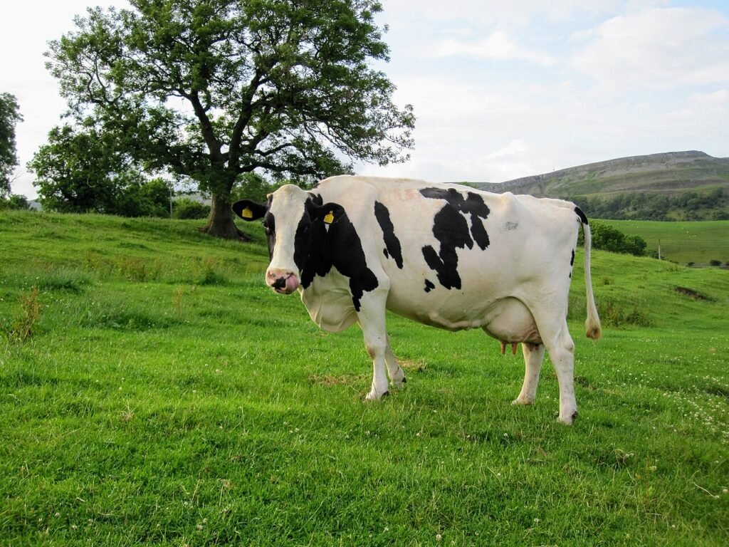 Friesian