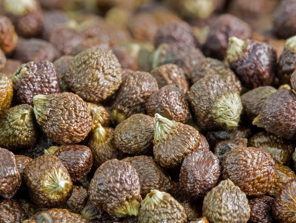 Grains of Paradise