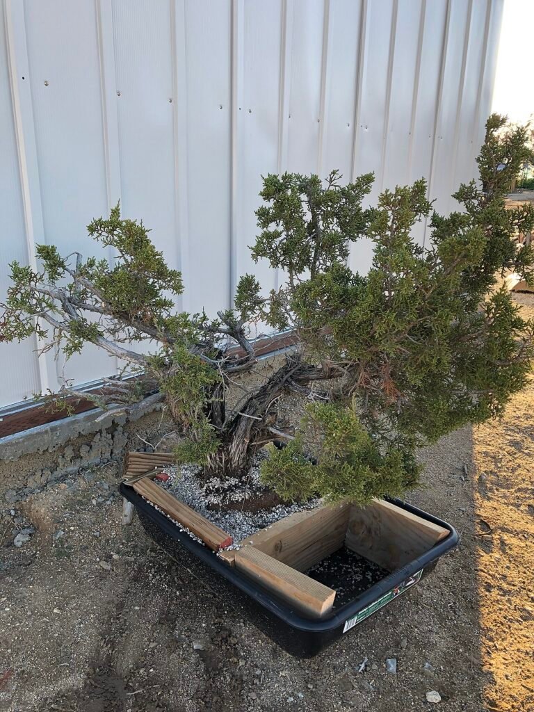 Juniper Bonsai Tree