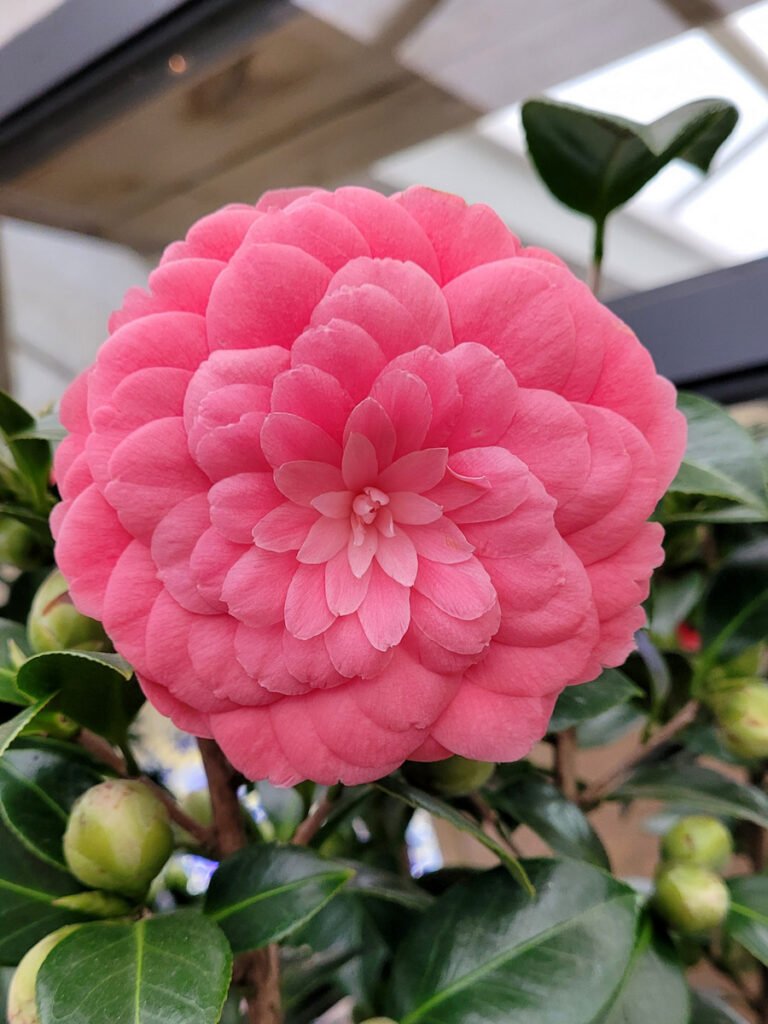 Perfect Pink