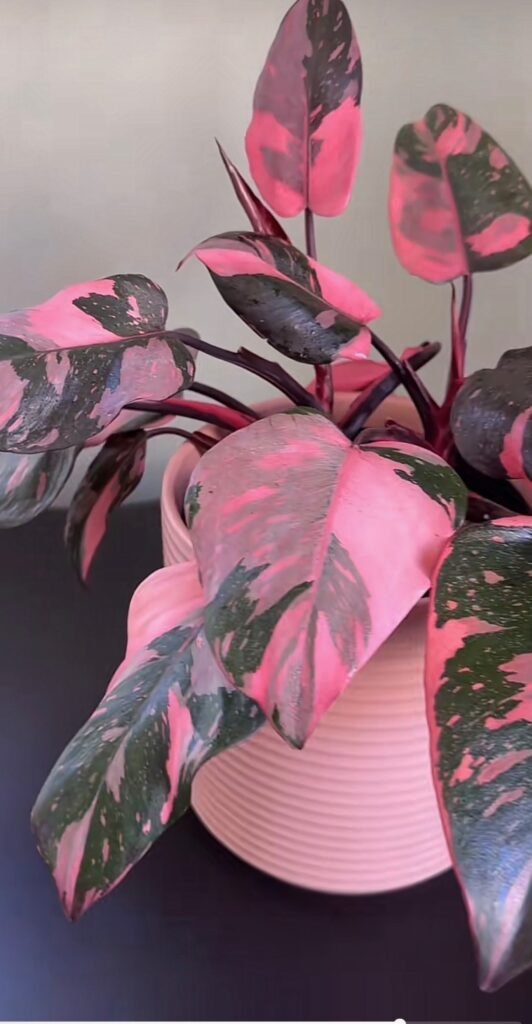 Pink Princess Philodendron