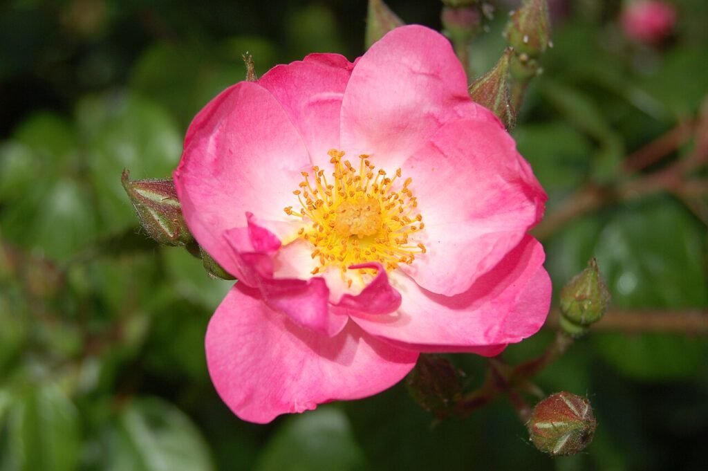 Pink Star