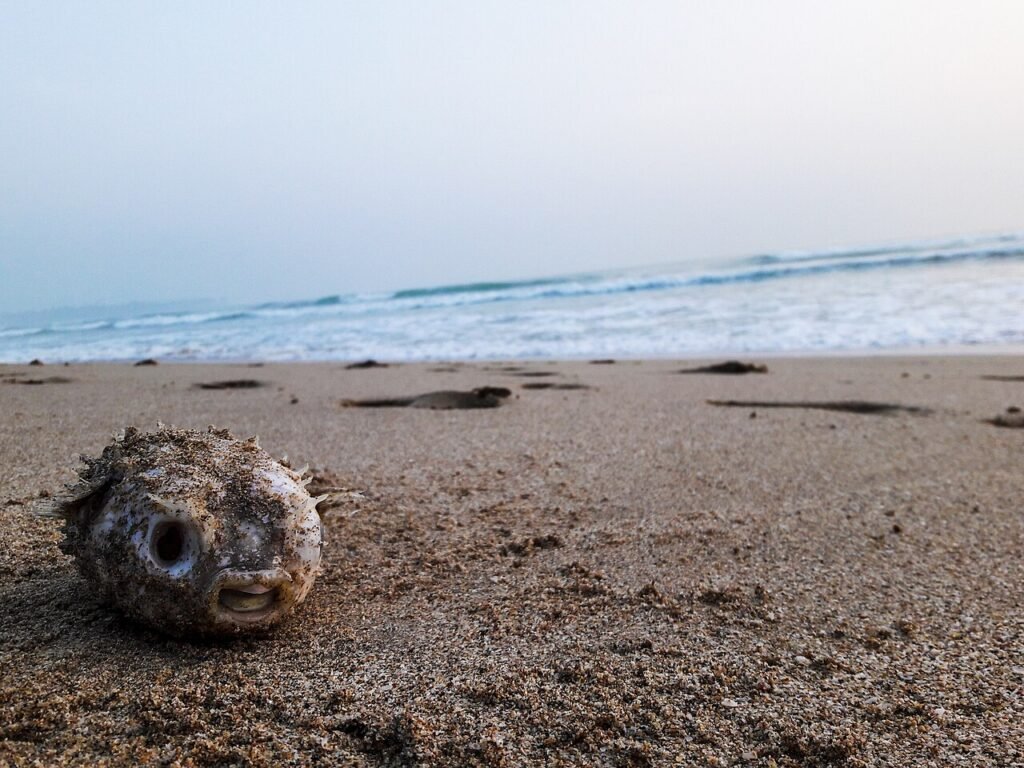 Puffer fish