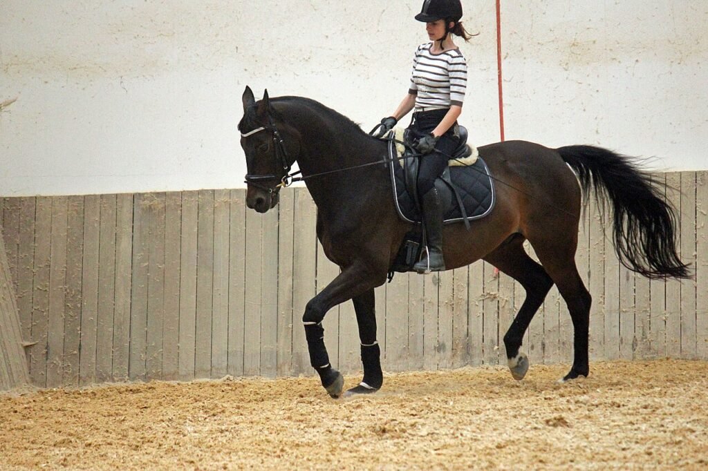 Trakehner