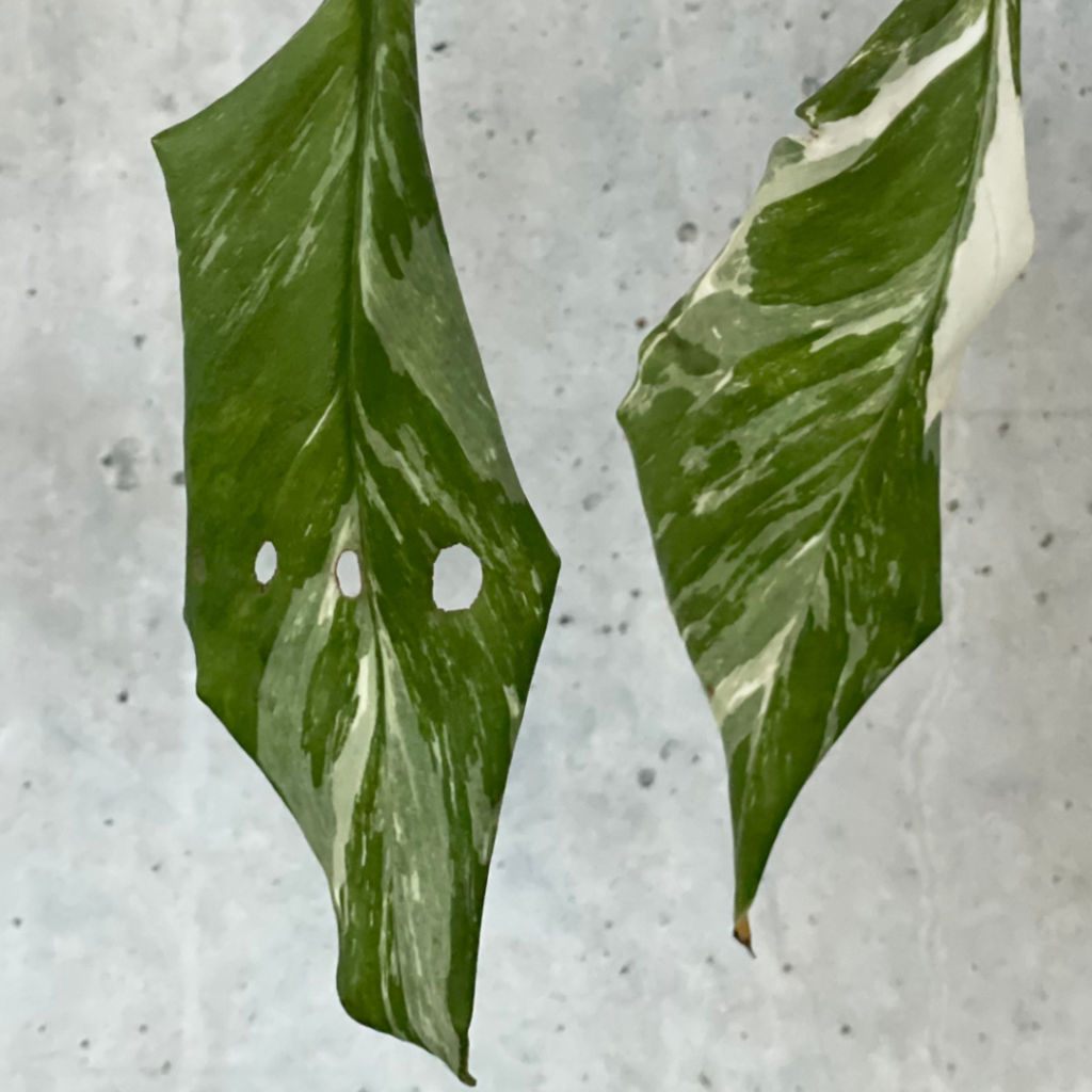 Variegated Monstera Adansonii